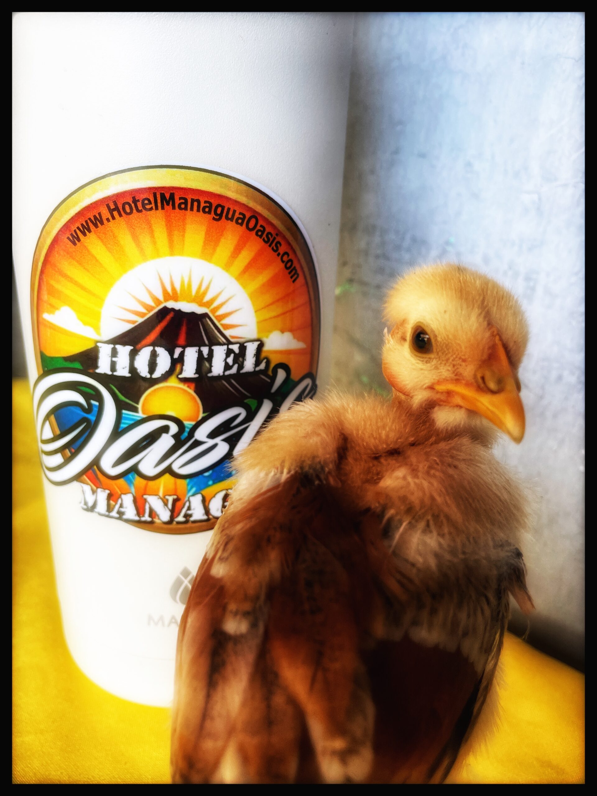 Rescue Chicken Peep