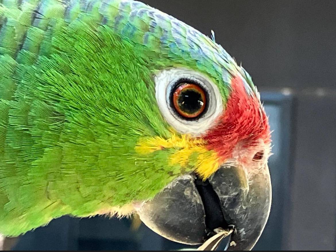 Buddy's National Geographic Model Headshot